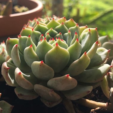 Echeveria Nobaranosei