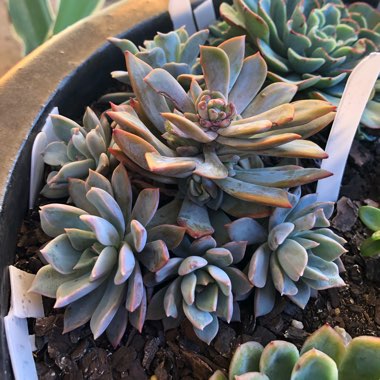 Echeveria Costa Brava