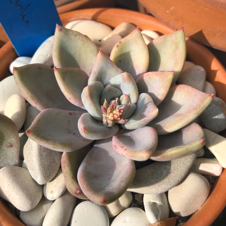 Plant image Echeveria Beverley