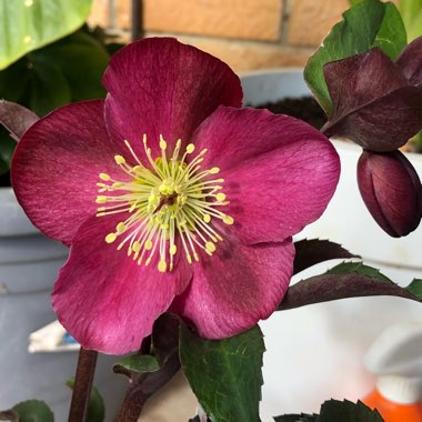 Helleborus 'Abcrd02' (Frostkiss Series) syn. Helleborus (Rodney Davey Marbled Group) 'Anna's Red'