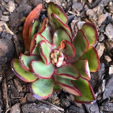 Echeveria Christmas