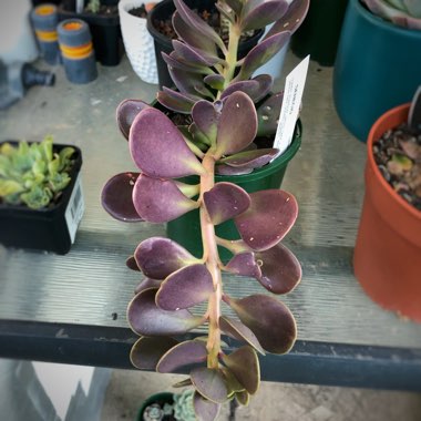 Senecio jacobsenii