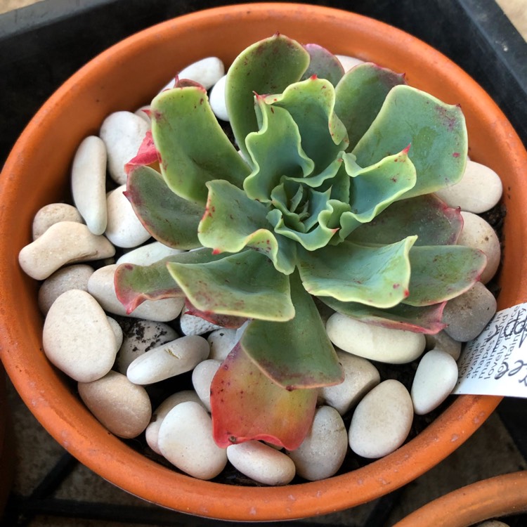 Plant image Echeveria Rainbow Sunset