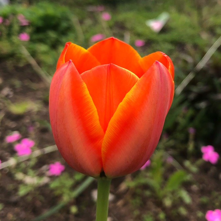 Plant image Tulipa 'World's Favourite'