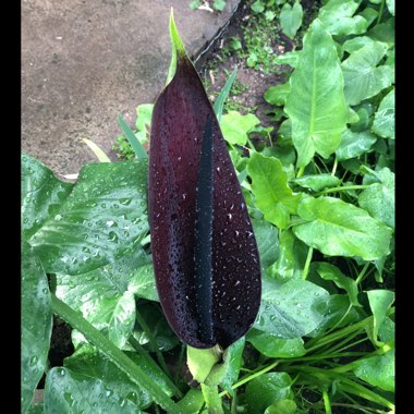 Arum palaestinum