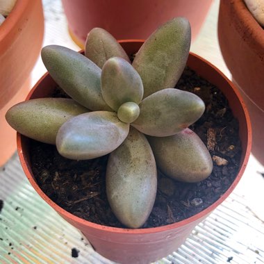 Pachyphytum 'Captain Jessop'