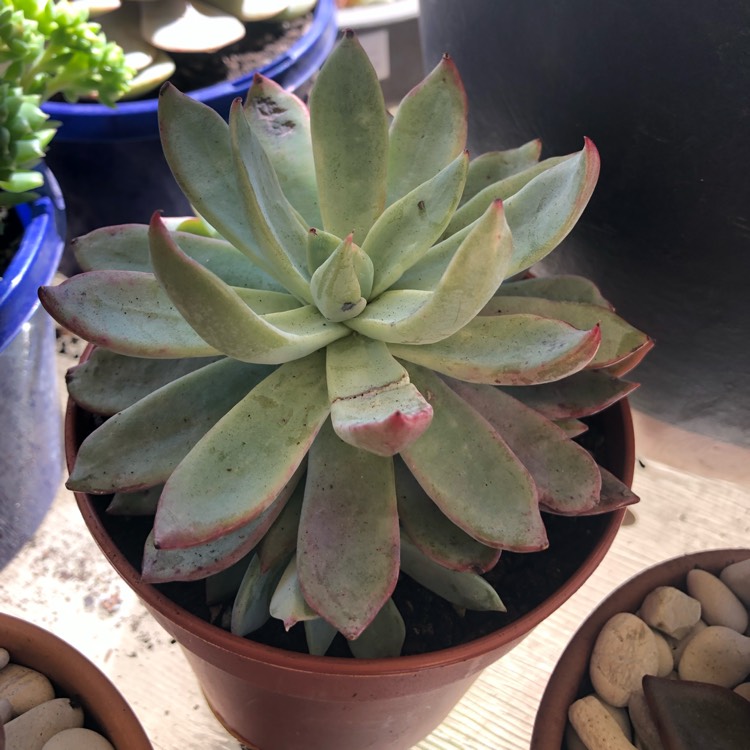 Plant image Echeveria Cleone