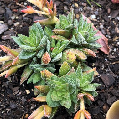 Crassula 'Frosty'