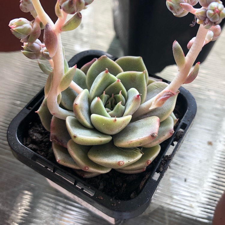 Plant image xGraptoveria Harry Watson