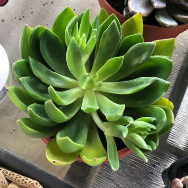 Echeveria Poltava