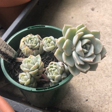 xGraptoveria Titubans