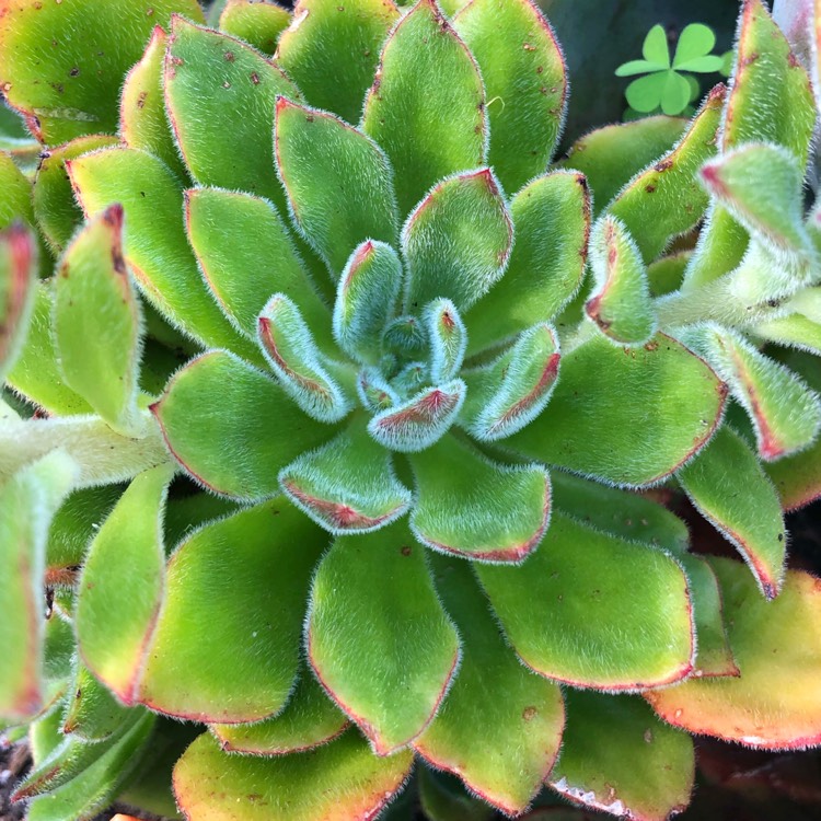 plant image 1182212