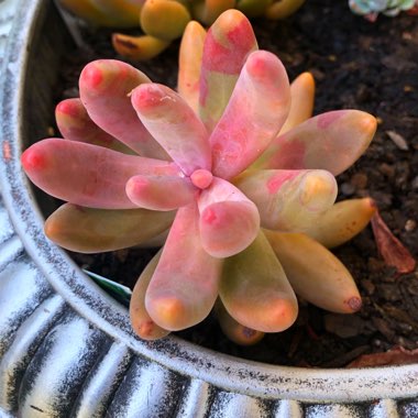 x Pachysedum 'Ganzhou'