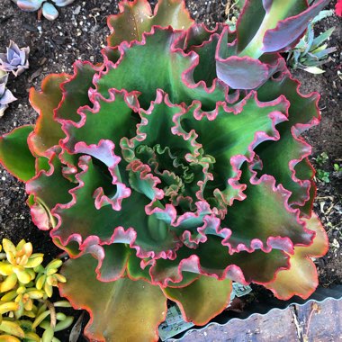 Echeveria Mauna Loa Green Form