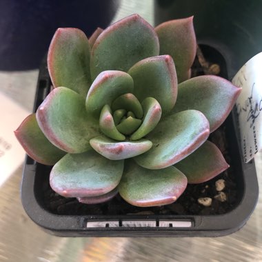 Echeveria Peacocki x Setosa