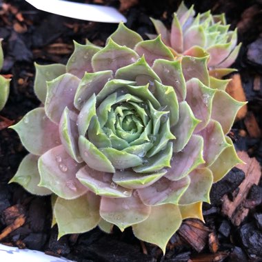 Sempervivum Lilac Time