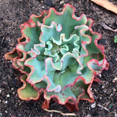 Echeveria Curly Locks