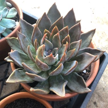 Echeveria Silver Queen