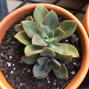 Echeveria Chroma