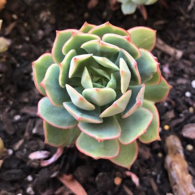 Echeveria Deren-Oliver