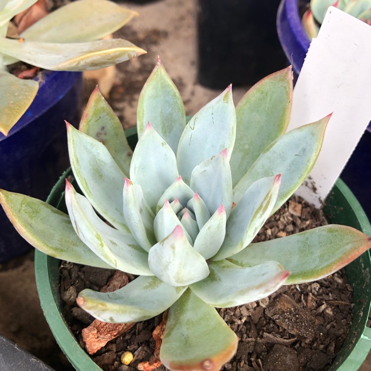 Plant image Echeveria Colorata fa. Brandtii