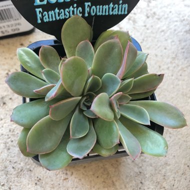 Echeveria Fantastic Fountain