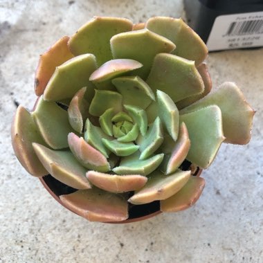 Echeveria Brown Rose