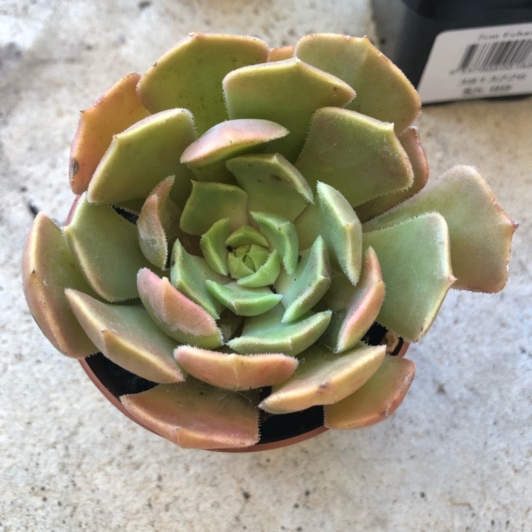 Plant image Echeveria Brown Rose