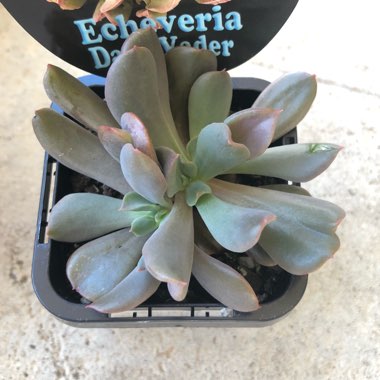 Echeveria Dark Hawk