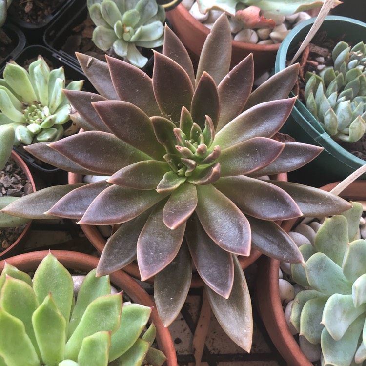 Plant image Echeveria Serrana