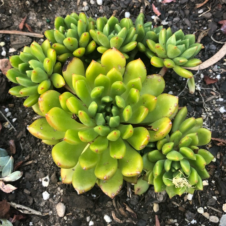 Plant image Echeveria Ron Evans