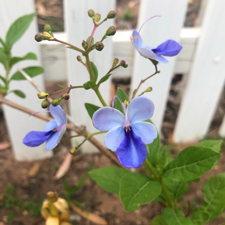 Plant image Clerodendrum myricoides 'Ugandense'