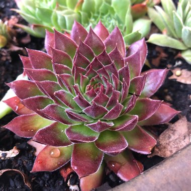 Sempervivum Reward