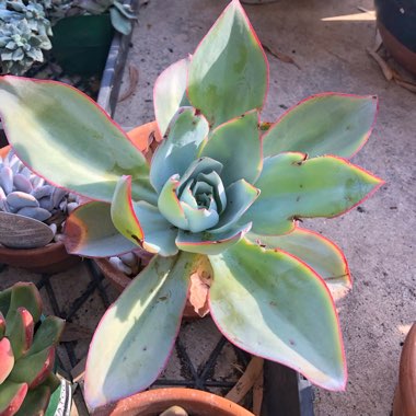 Echeveria Cante