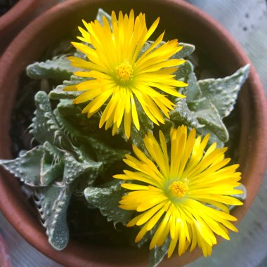 Faucaria felina ssp. tuberculosa