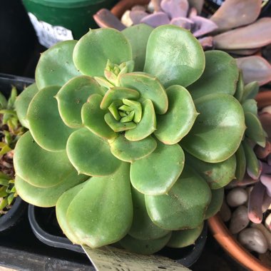 Echeveria Semnan