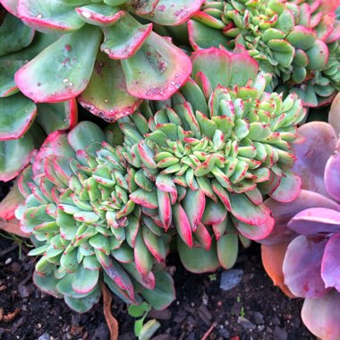 Echeveria Briar Rose Cristata