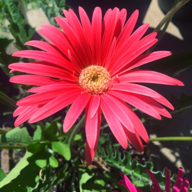 Gerbera