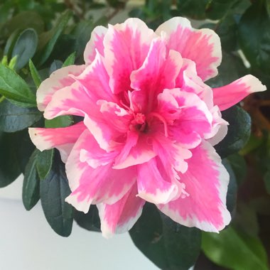 Rhododendron  (Azalea Varieties)