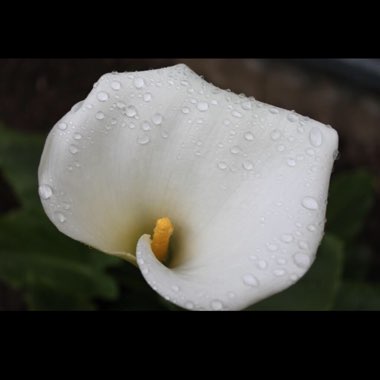 Zantedeschia aethiopica 'Crowborough'