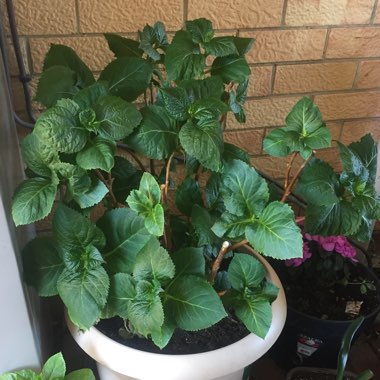 Hydrangea macrophylla 'Blauling'