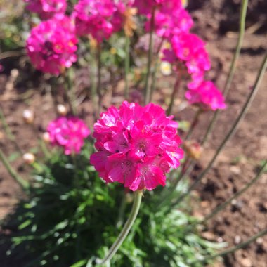 Armeria maritima 'Splendens'