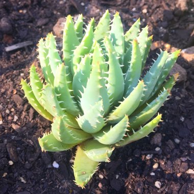 Aloe Brevifolia