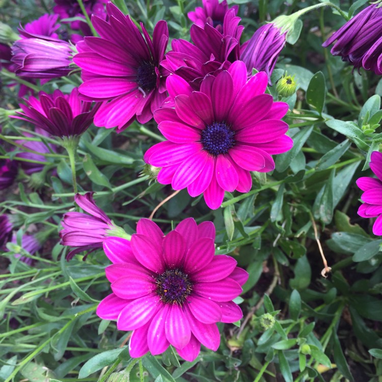 Plant image Osteospermum Ecklonis 'Erato Violet'