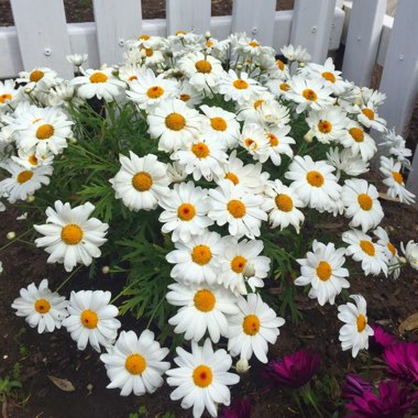 Argyranthemum 'Summit White'