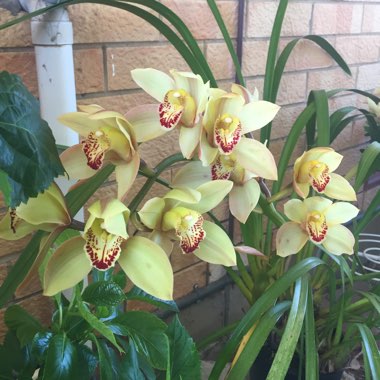 Cymbidium