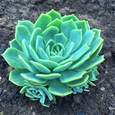 Echeveria Secunda