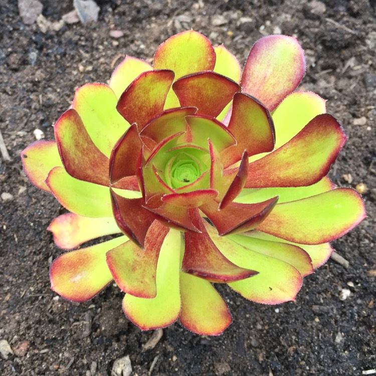 Plant image Aeonium Copper Kettle