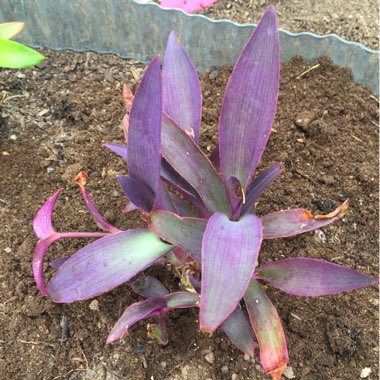 Tradescantia pallida 'Purpurea' syn. Tradescantia pallida 'Purple Heart'