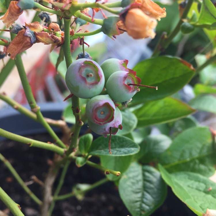 Plant image Vaccinium corymbosum 'Blue Rose'